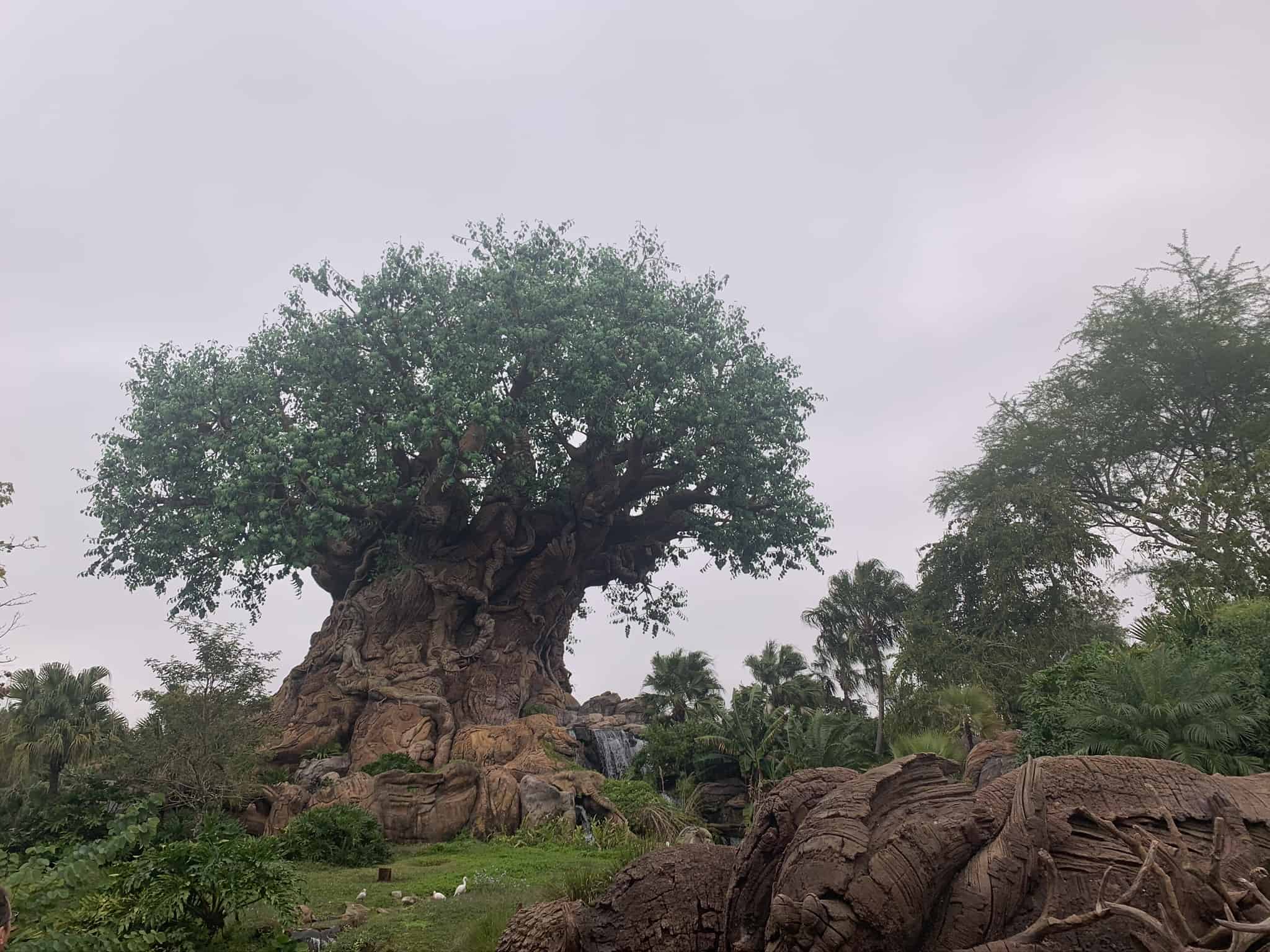 Is Animal Kingdom After Hours Worth It? – family vacation design